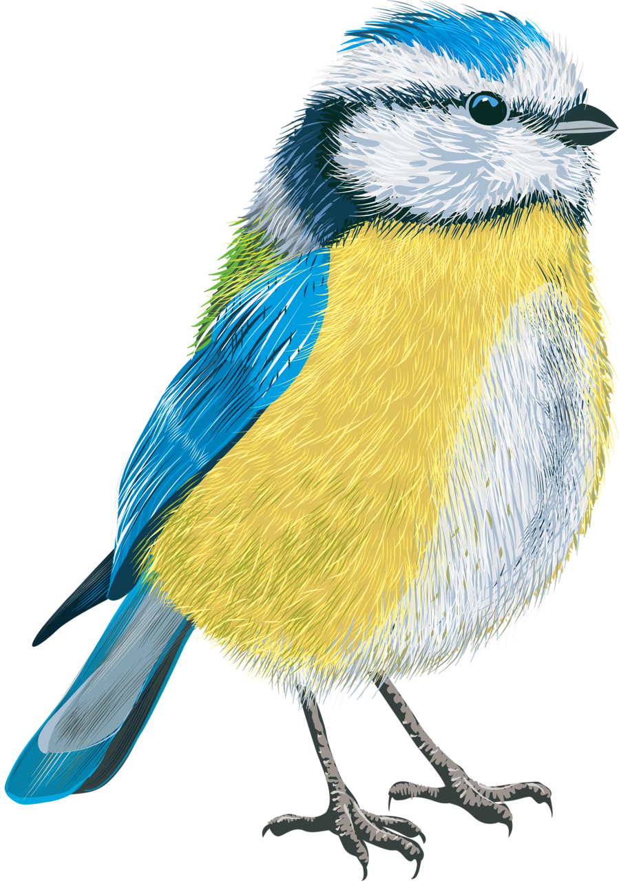 Фото, Автор Soloveika На Яндекс - Tit Vector (899x1280), Png Download