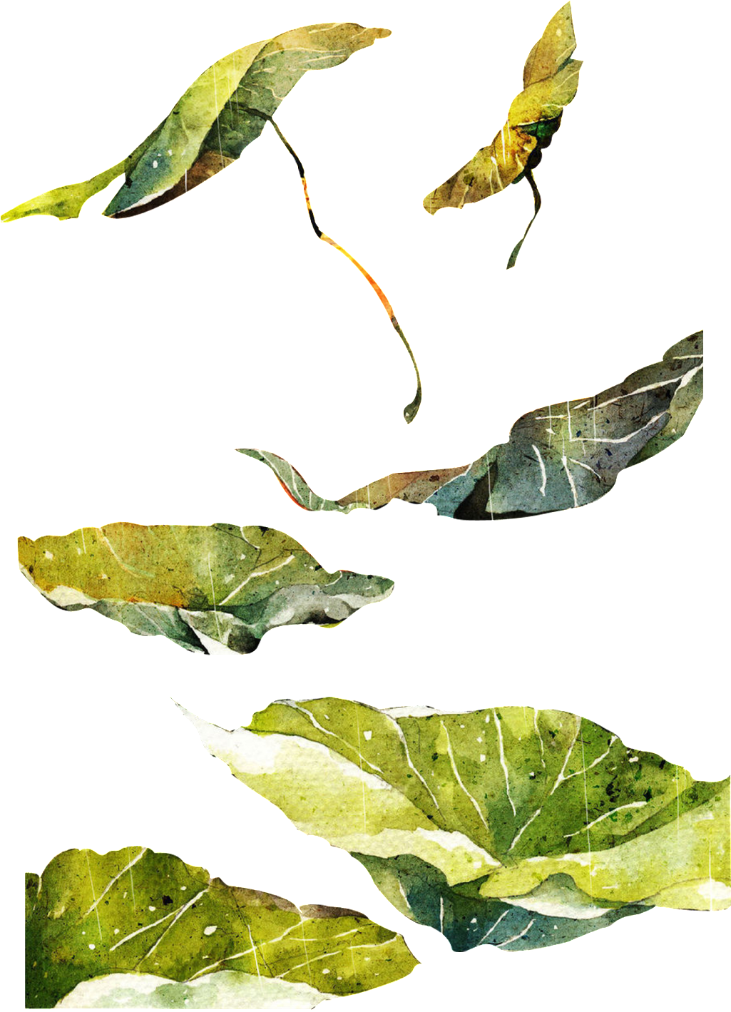 Hand Painted Piece Of Lotus Leaf Transparent - Leaf (1024x1450), Png Download