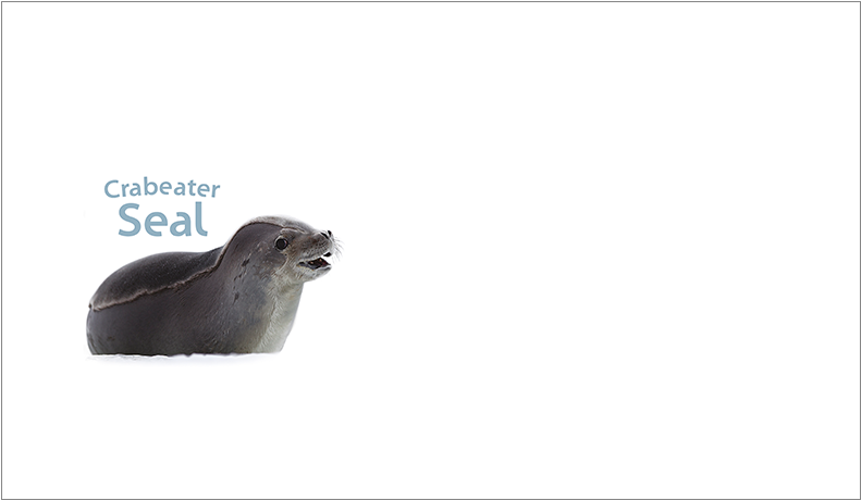 Pictorial Envelope For The Aat Crabeater Seal Stamp (800x600), Png Download