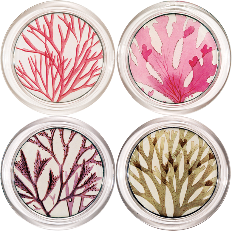 Download Drink Coaster Png Image With No Background Pngkey Com