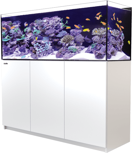 Red Sea Reefer - Red Sea Reefer 350 (800x540), Png Download