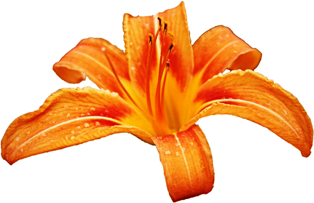 Tiger Lily Clipart (1024x668), Png Download