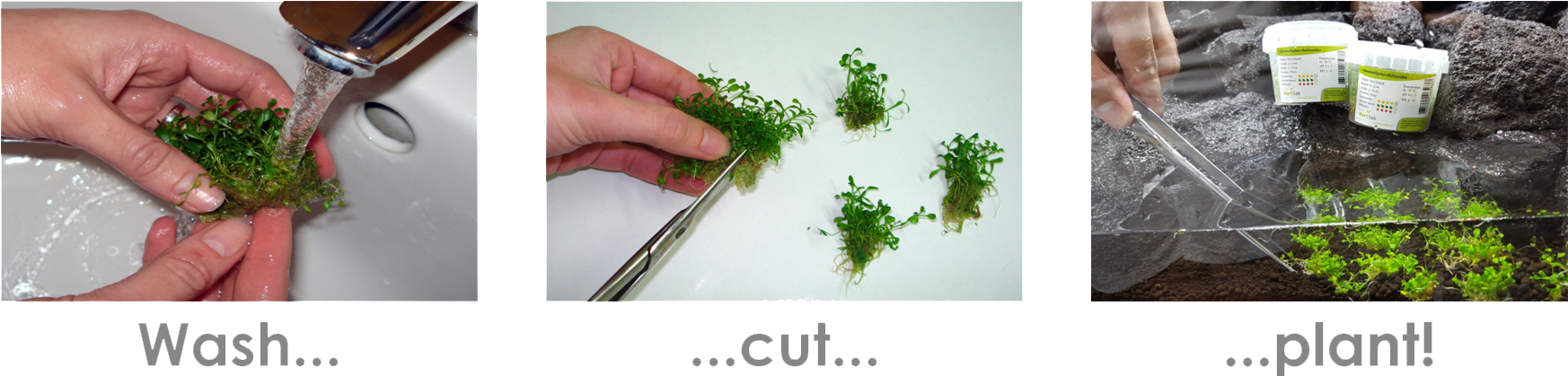 Under Intensive Light It Grows Very Well - Rotala (1746x427), Png Download