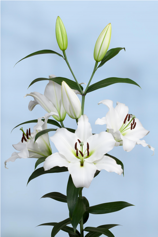 Lily (800x800), Png Download