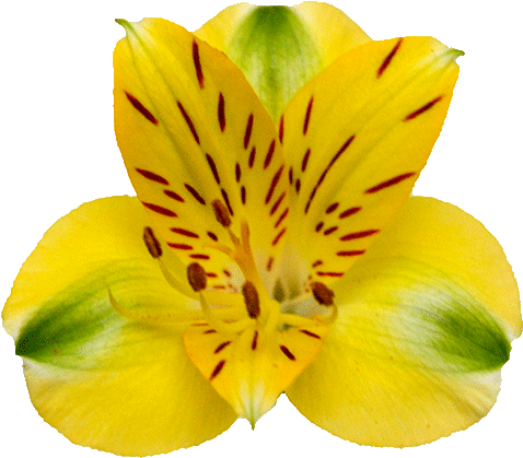 Prev - Peruvian Lily (640x480), Png Download