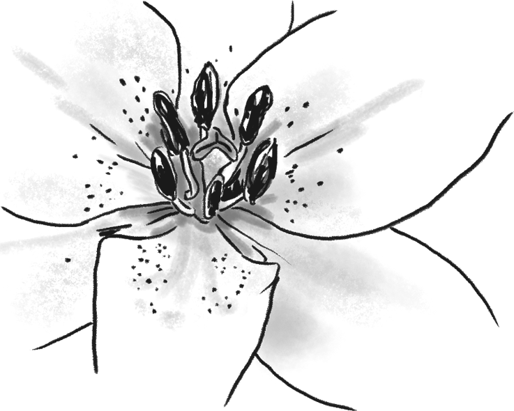 These Insects Are Vital To The Survival Of Humans On - Tiger Lily (737x590), Png Download