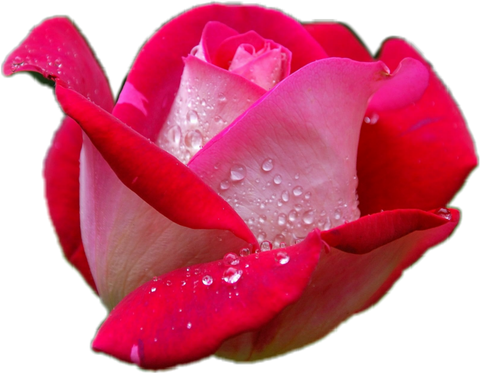 Red Rose Image Hd (1024x1024), Png Download