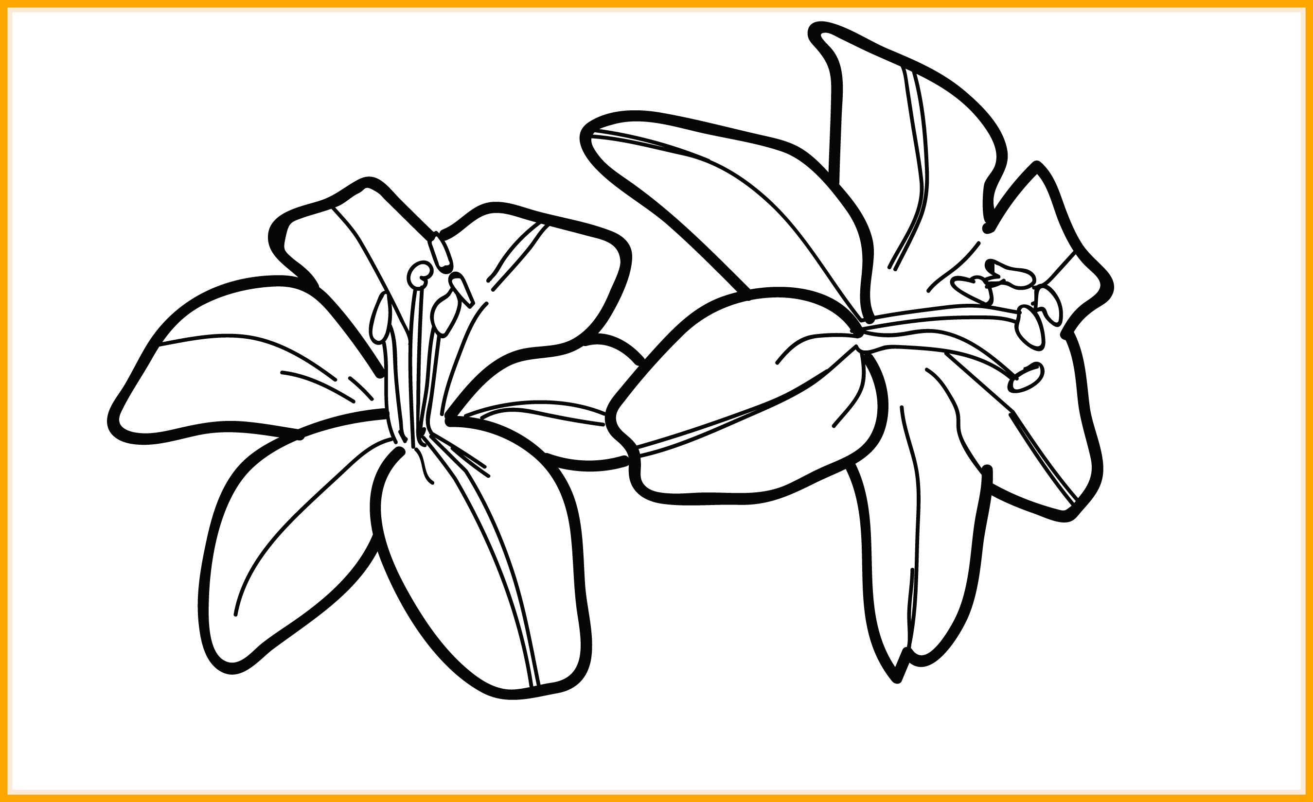 Awesome Of A Tiger - Tiger Lily Easy Outline Drawing (2700x1650), Png Download