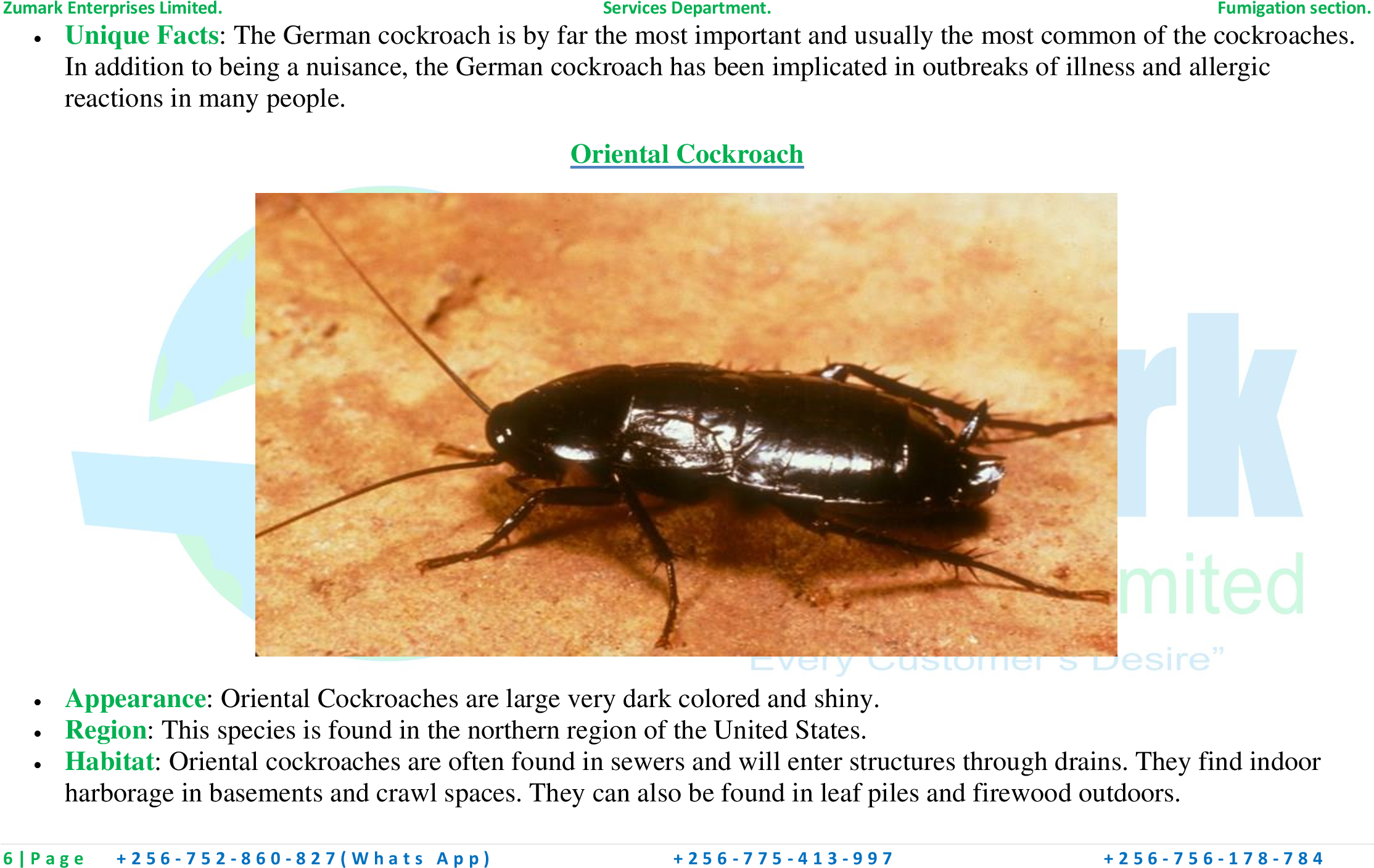 Oriental Cockroach (2339x1654), Png Download