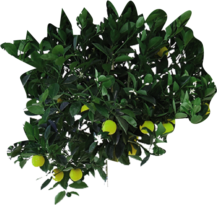 Your Browser Does Not Support The Video Tag - Houseplant (1292x942), Png Download