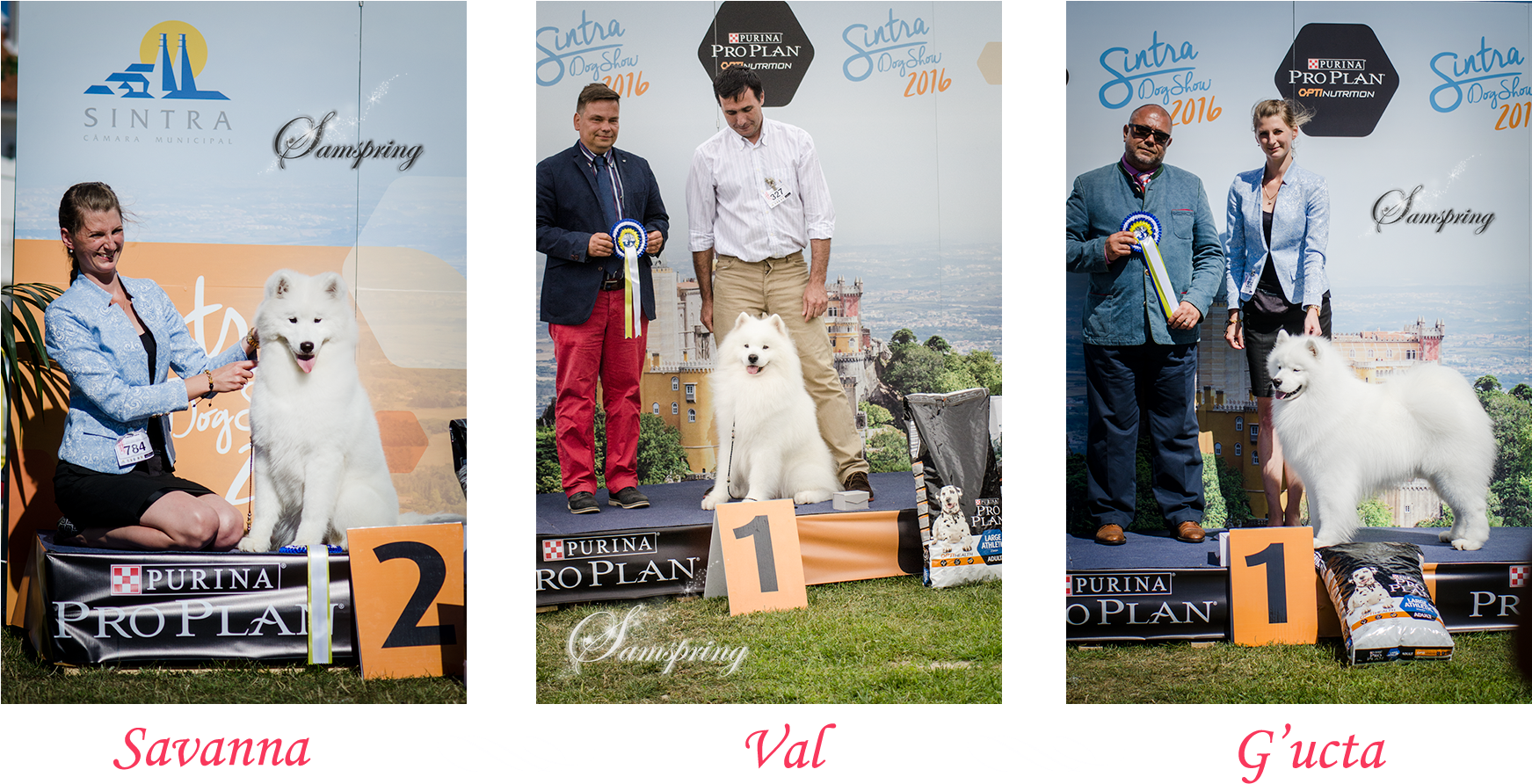 Sintra Dog Show - Camara Municipal De Sintra (1880x930), Png Download