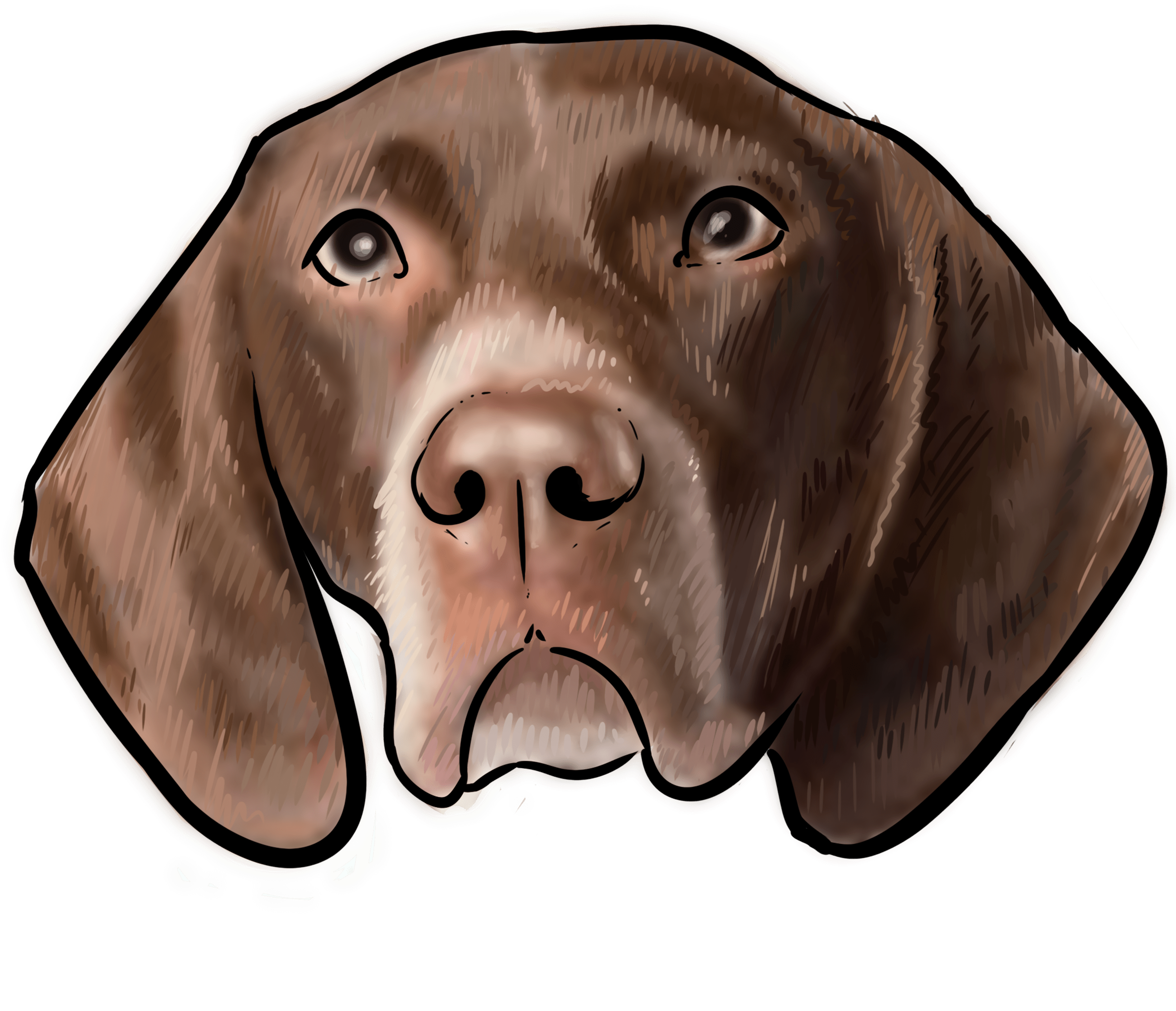 Download 57 Why Are You A German Shorthaired Pointer Vizsla Png