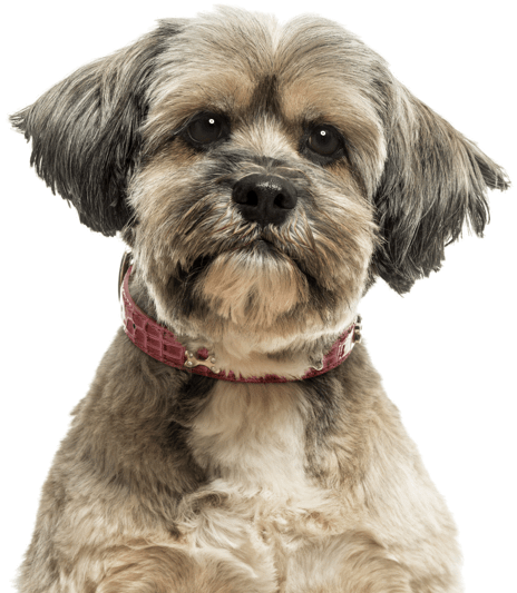Lhasa Apso - Stock Photography (565x585), Png Download