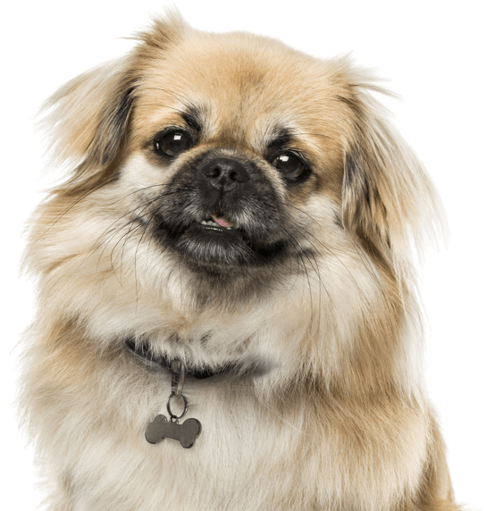 Search - Tibetan Spaniel (565x585), Png Download