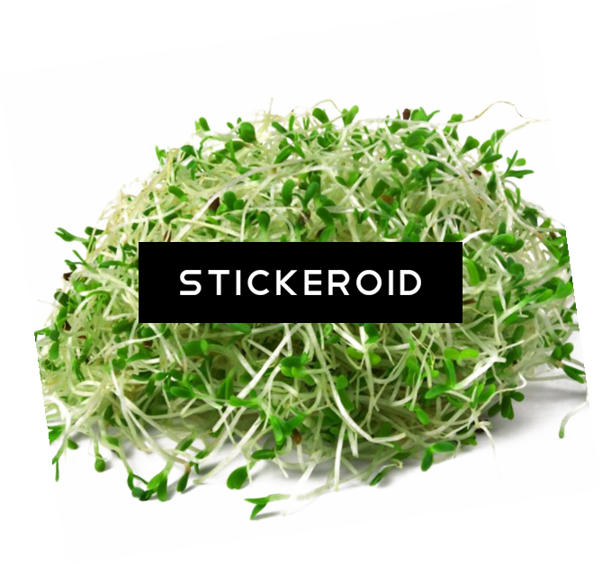 Alfalfa Hd Food Plant - Xmifer Sprouting Lids Stainless Steel Lid Strainer (669x628), Png Download