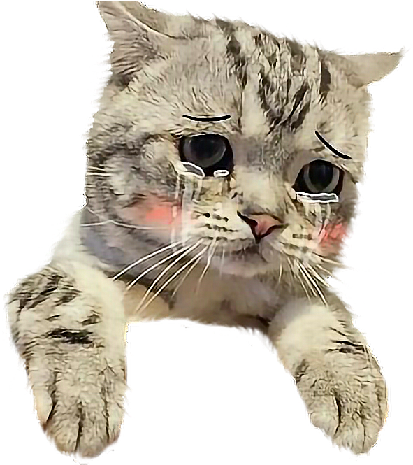Cat Sticker - Cute Cat Pictures For Instagram (618x664), Png Download
