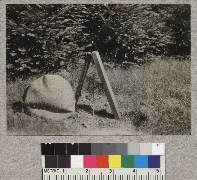 Nutmeg Planted In Field Last Spring - Photograph (800x700), Png Download