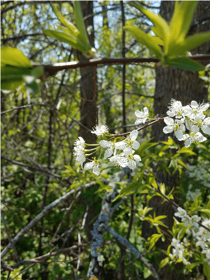 Paragraph Image 06 00@2x - Evergreen Rose (564x564), Png Download
