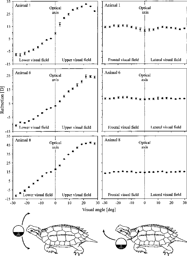 Refraction Of The Eye Was Determined At The Optical - Diagram (743x1015), Png Download