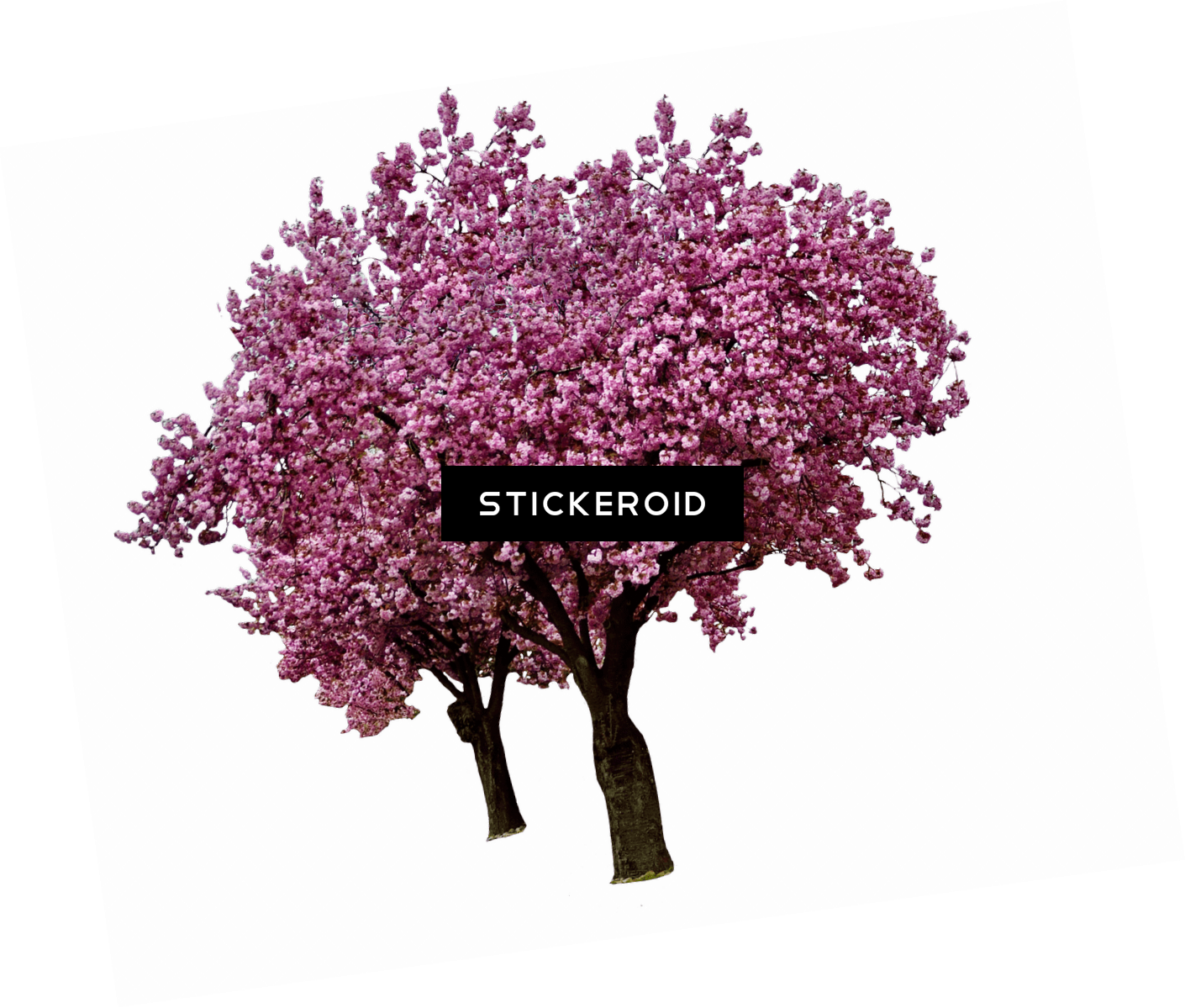 Spring Cherry Blossoms - Tube Arbre En Fleurs (1410x1199), Png Download