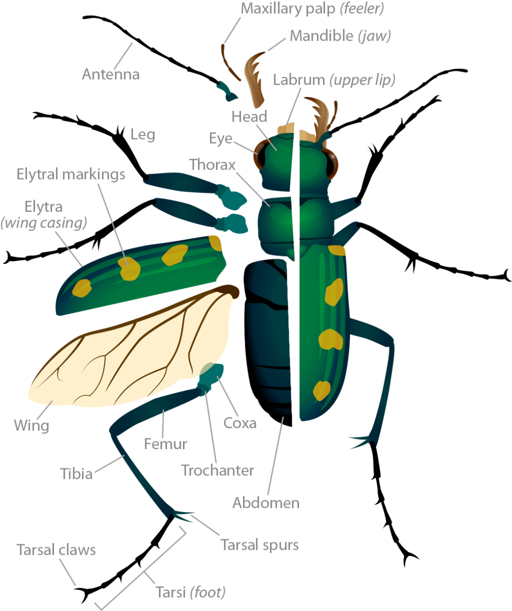 Tiger Beetle Anatomy Pop Up Image - Beetle Parts (1005x1200), Png Download