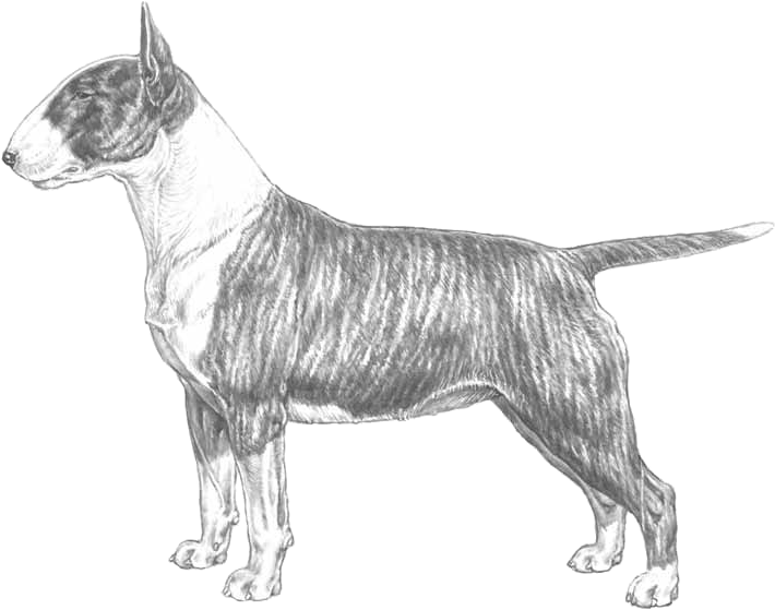 Bull Terrier - Disegni Di Bull Terrier (800x800), Png Download