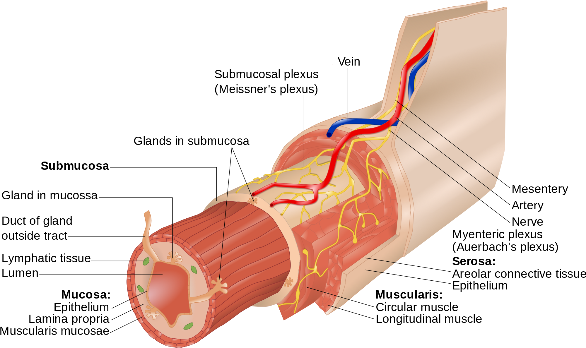 Open - Myenteric Nerve Plexus (2000x1283), Png Download
