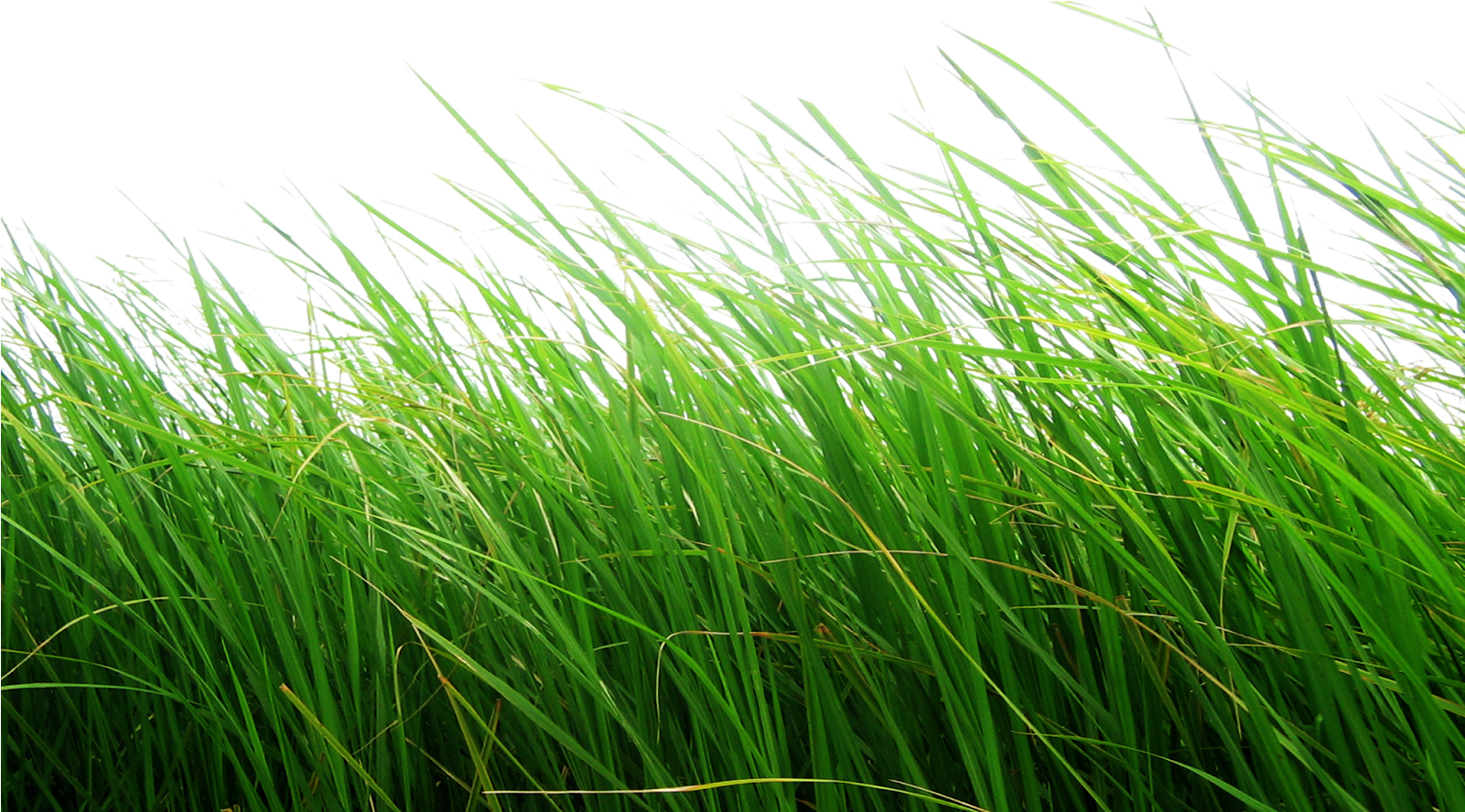 Cb Editing Flower Grass Png - Grass Png Transparent Background (1024x819), Png Download