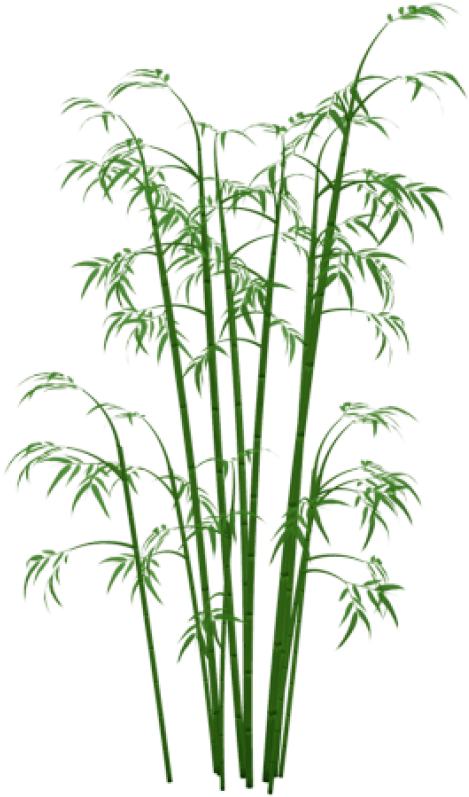 Free Png Bamboo Png Png Images Transparent - Bamboo Png (480x798), Png Download