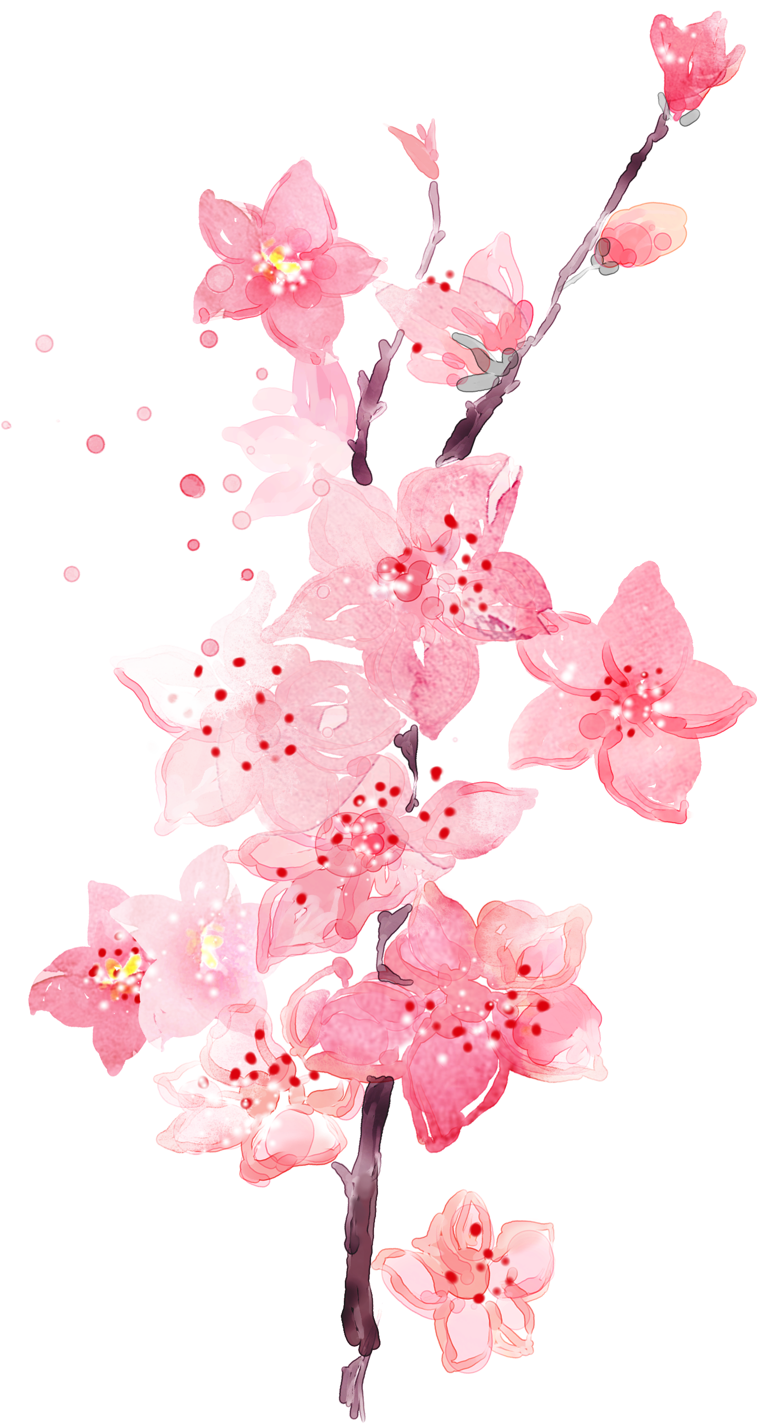 Watercolor Plum Blossom Transparent Decorative - Plum Blossom Png (1024x1929), Png Download
