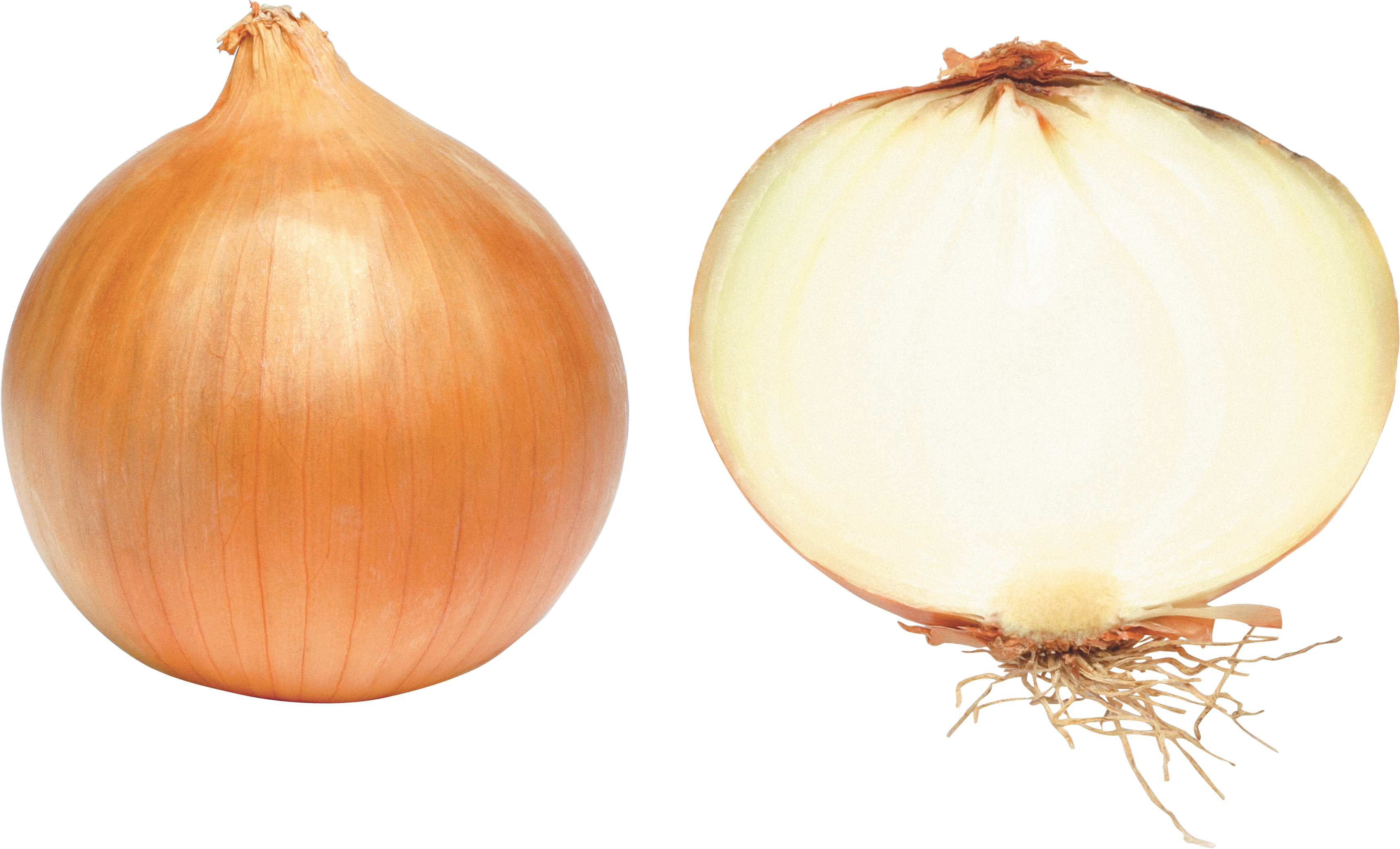 Onion Png Image - Onion Png (3422x2076), Png Download