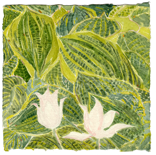 Watercolor - Pacific Treefrog (549x540), Png Download