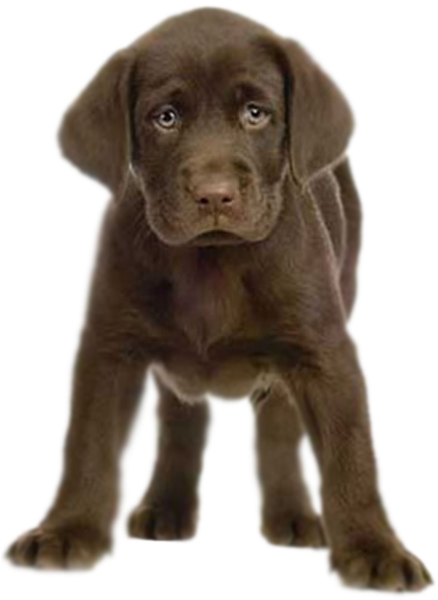 Puppy Transparent Png - Chocolate Lab (500x688), Png Download