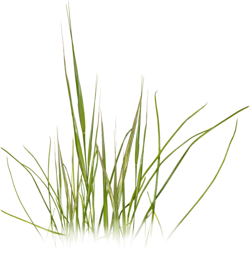 Grass Photoshop, Photoshop Texture, Photoshop Design, - Beach Grass Clip Art (496x500), Png Download