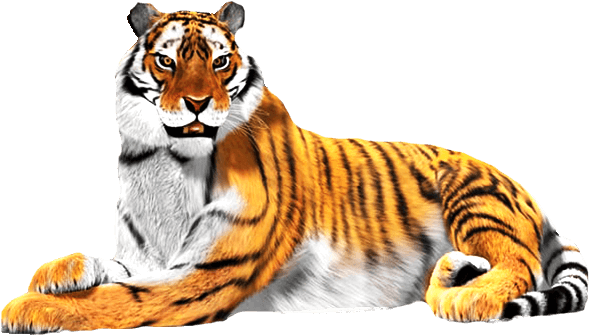 Sitting Tiger Png Download Image - National Animal Of India White Background (600x342), Png Download