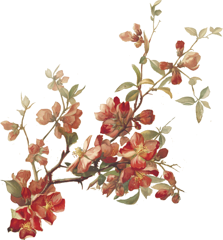 Cherry-blossoms - Botanical Illustration (735x791), Png Download