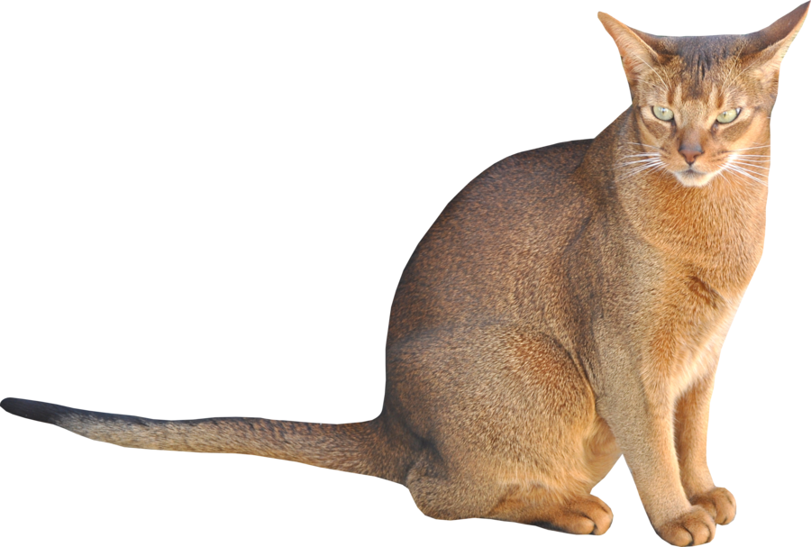 Cat Kitten Transparent Png Images Free Download 020 - Cats With Transparent Backgrounds (900x607), Png Download