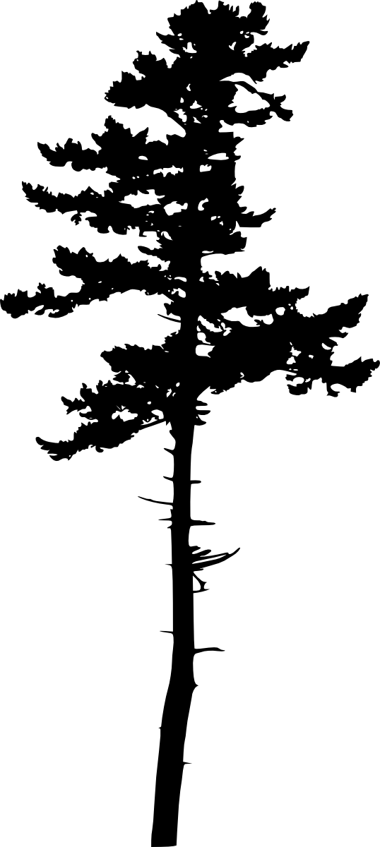 Tree Silhouette Transparent - Jack Pine Silhouette (538x1200), Png Download