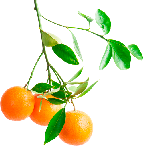 Orange-branch - Orange Tree Branch Png (500x508), Png Download