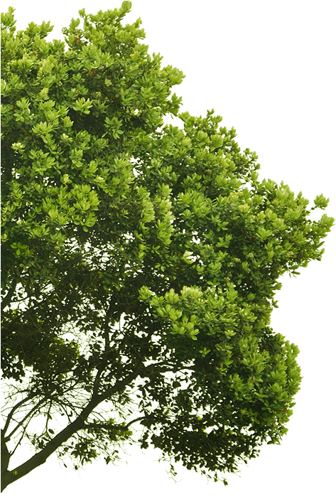 Arbre-gauche2 - Arbre Premier Plan (472x723), Png Download