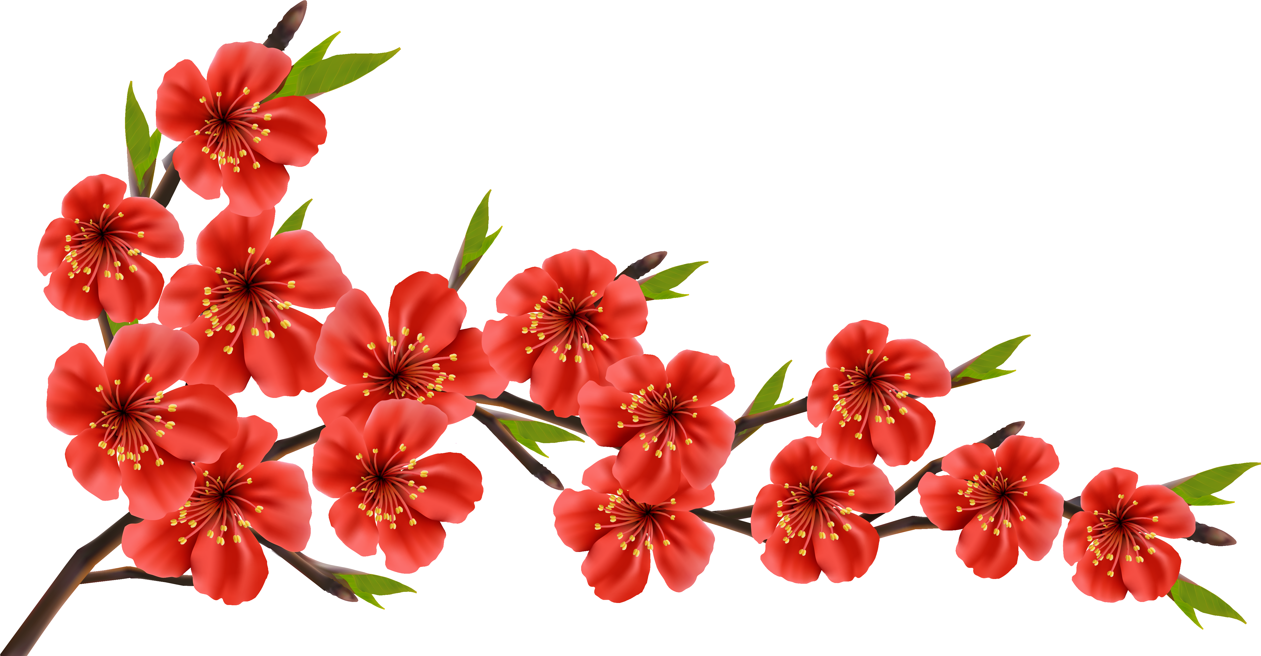 Red Spring Branch Png Clipart Image - Cherry Blossom Red Flowers (5054x2706), Png Download