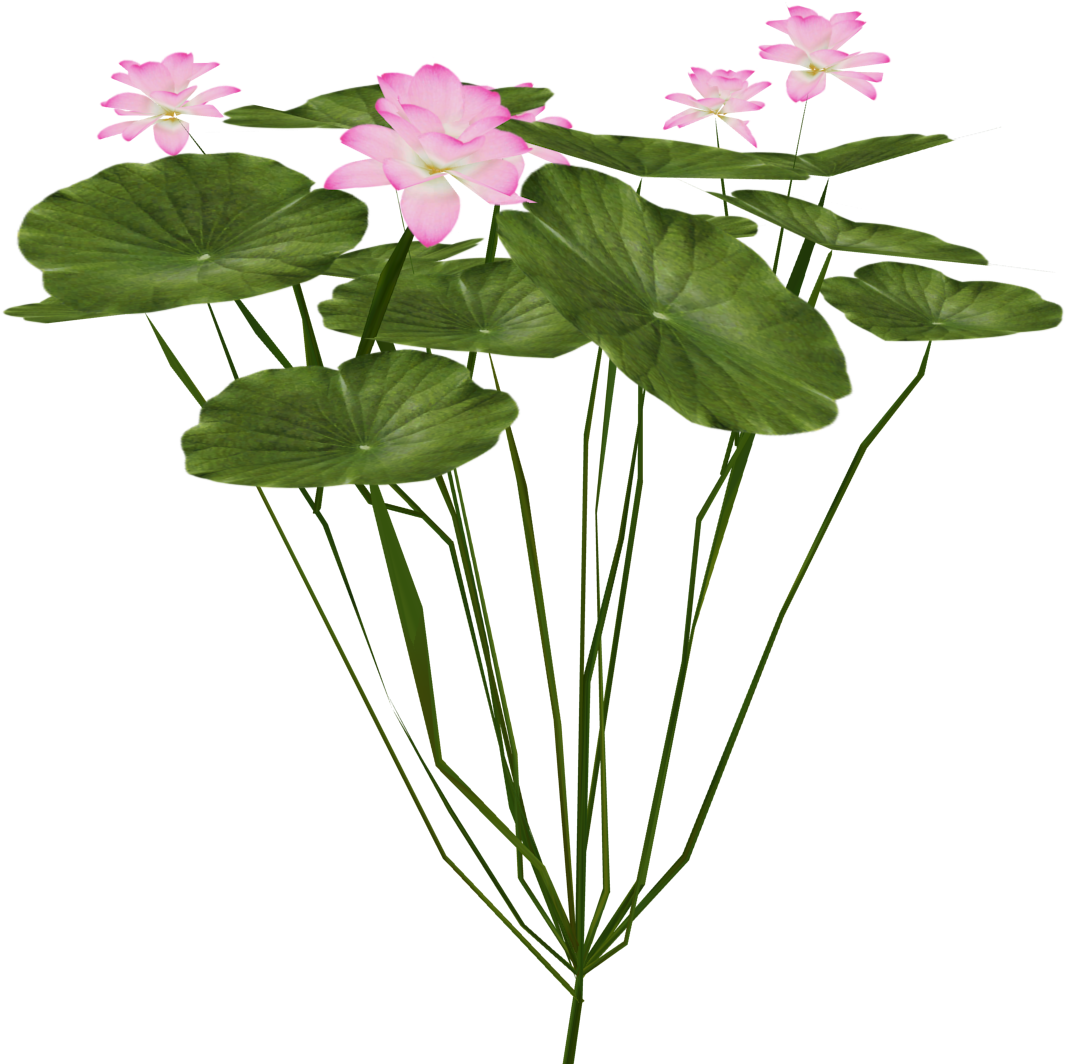 Indian Lotus - Lotus Plant Png (1250x1250), Png Download