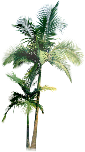 Palmier - Palm Tree Water Color Png (281x500), Png Download