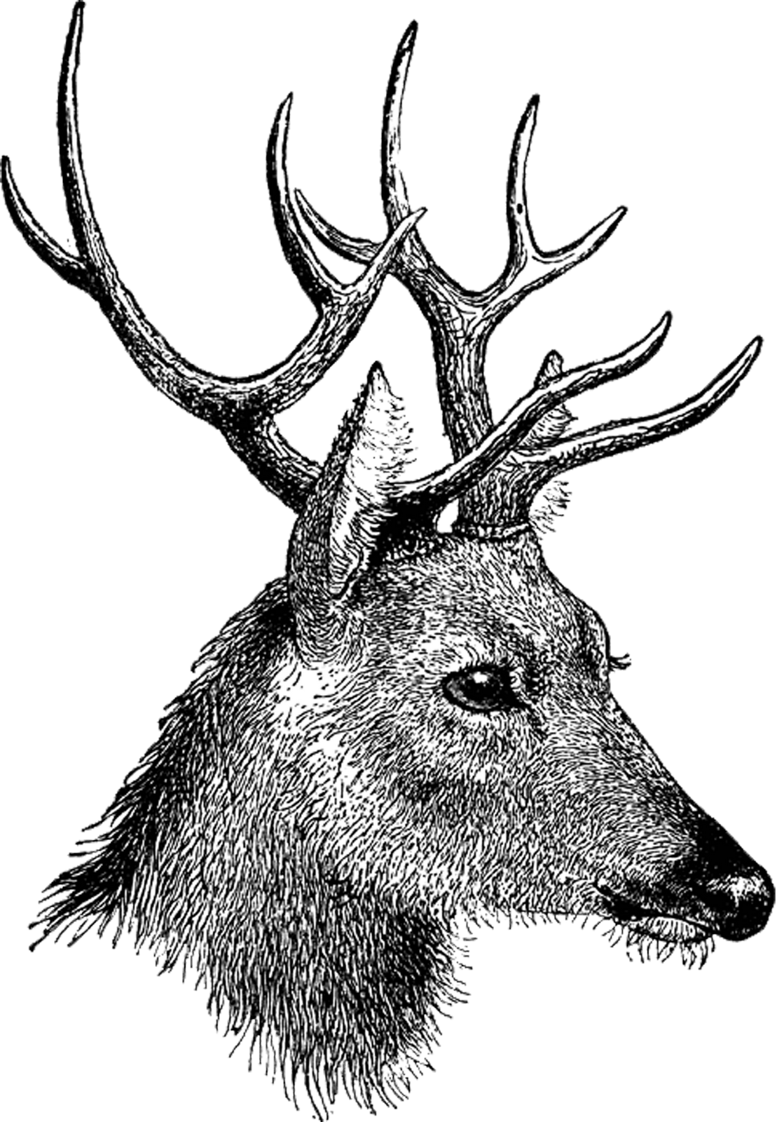 Vintage Deer Head - Stag Head Drawing Side (1109x1600), Png Download
