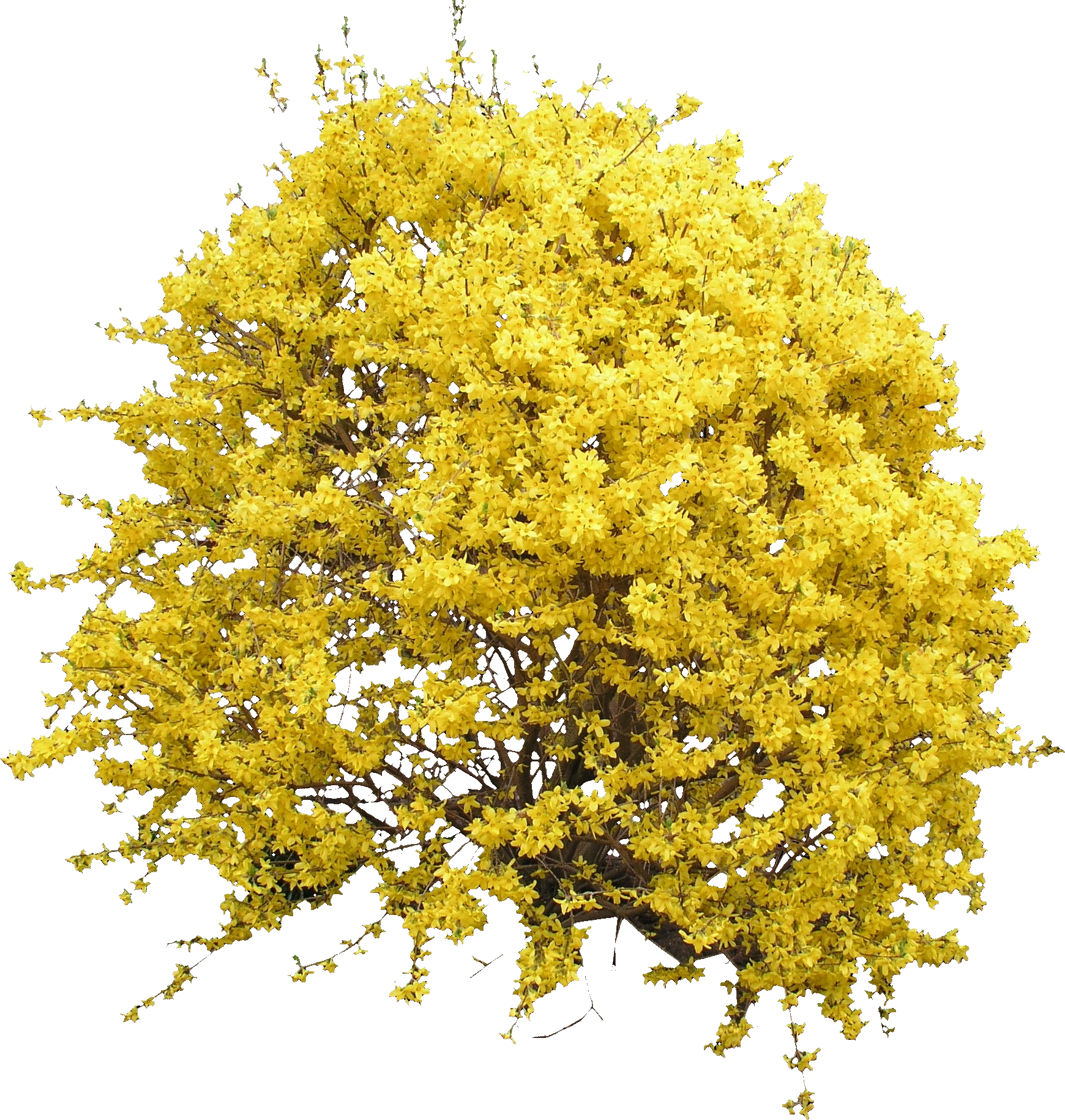 Blooming Forsythia Bush - Yellow Bush Png (1740x1830), Png Download