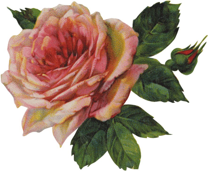 Vintage Victorian Rose Single - Bloom Troye Sivan Lyrics (900x756), Png Download