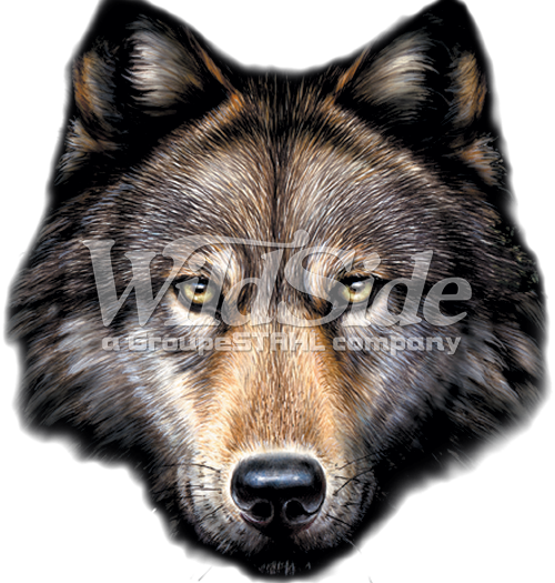 Wolf Head - Wolf Head Png Transparent (500x525), Png Download