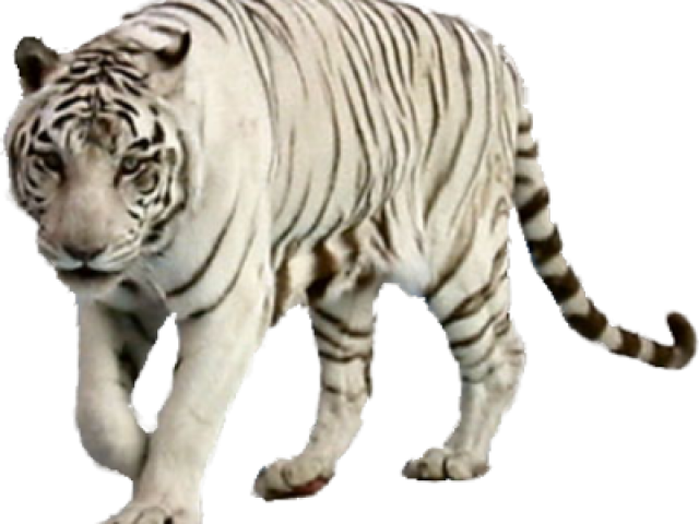White Tiger Clipart Wight - Png Of White Tiger (640x480), Png Download