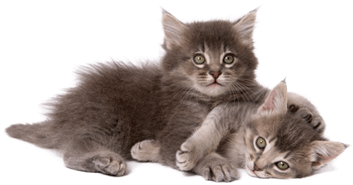 Picture Free Library Taking Care Of A Kitten - Cat And Kitten Png (536x262), Png Download