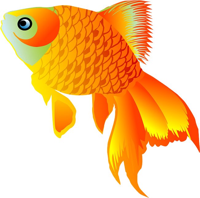 Goldfish (800x708), Png Download